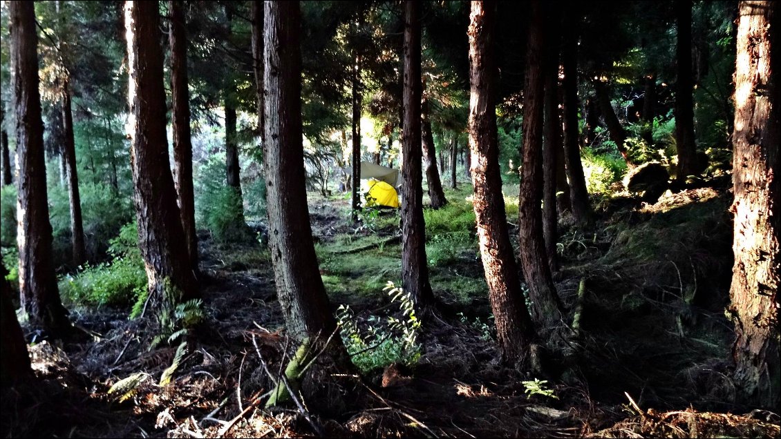 La forêt enchantée