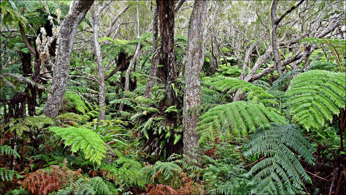 Forêt de Belouve