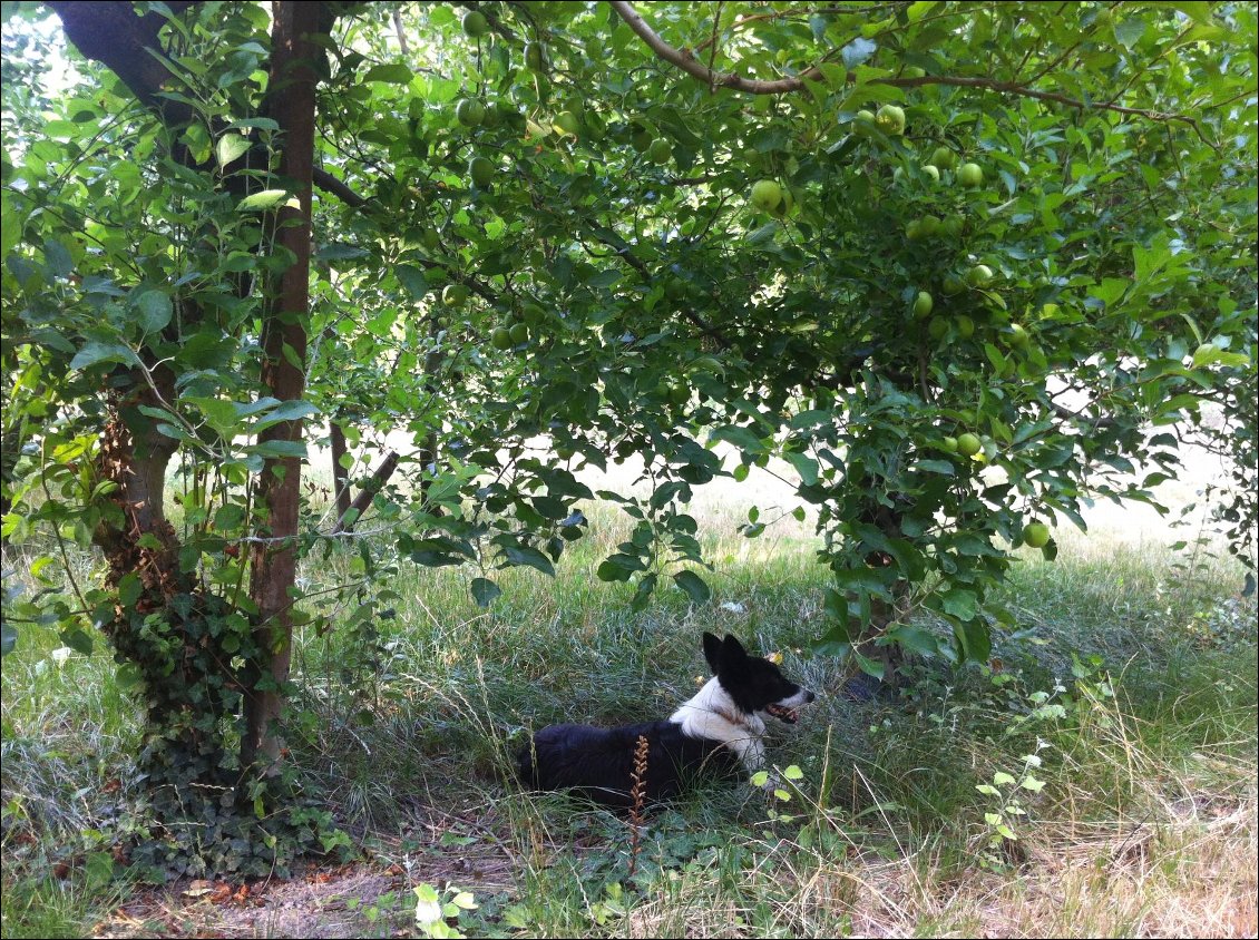 bivouac sous les pommiers au niveau du Pontet