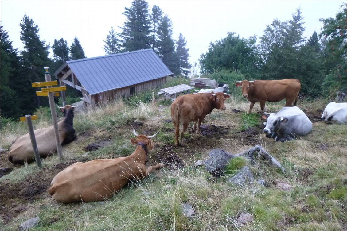 Cabane du Pinatell. Jolie, mais un peu envahie... avec en prime les puces de lit, apparemment...!