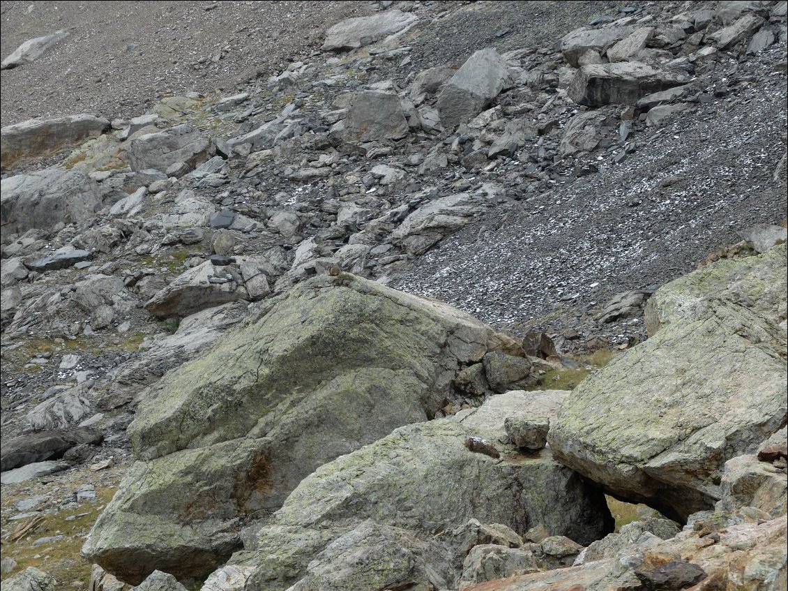 Et la marmotte...