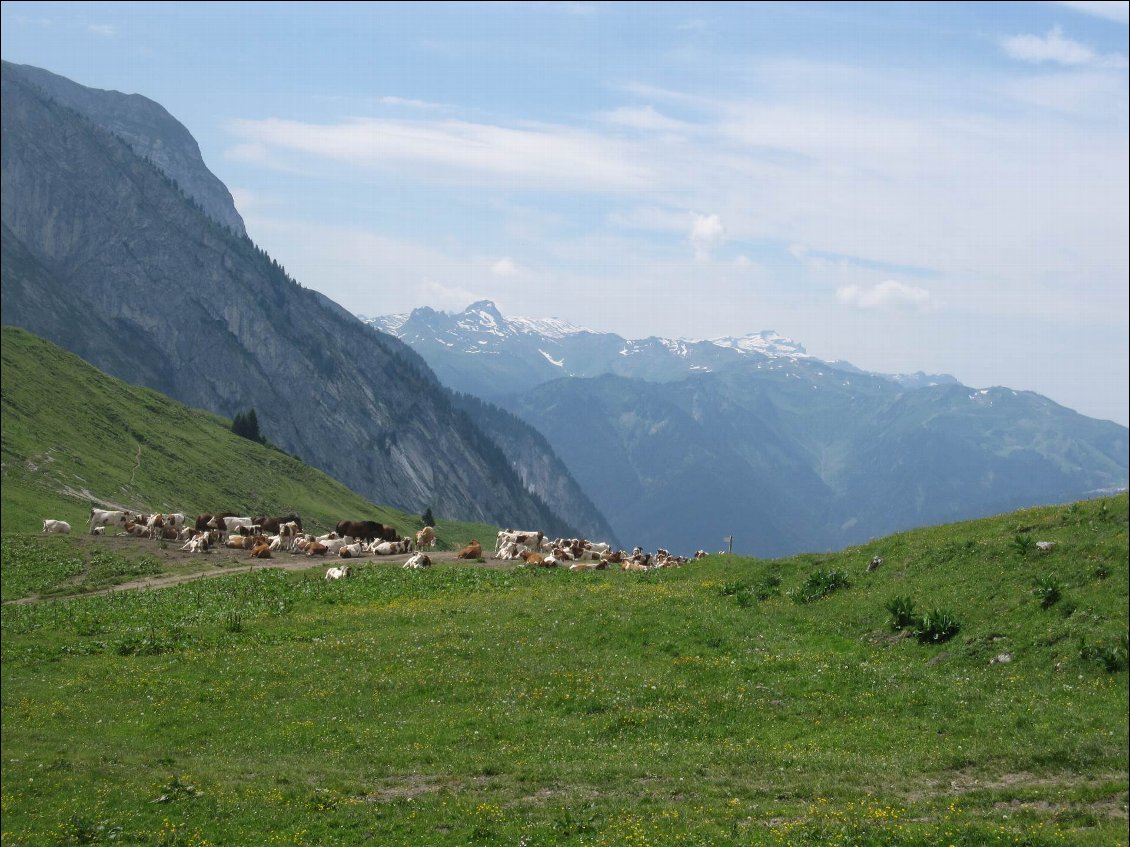 Au Col de la Golèse. Y avait même 1 vache ronfleuse!!!