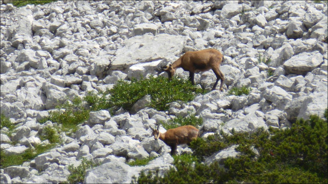 Chamois