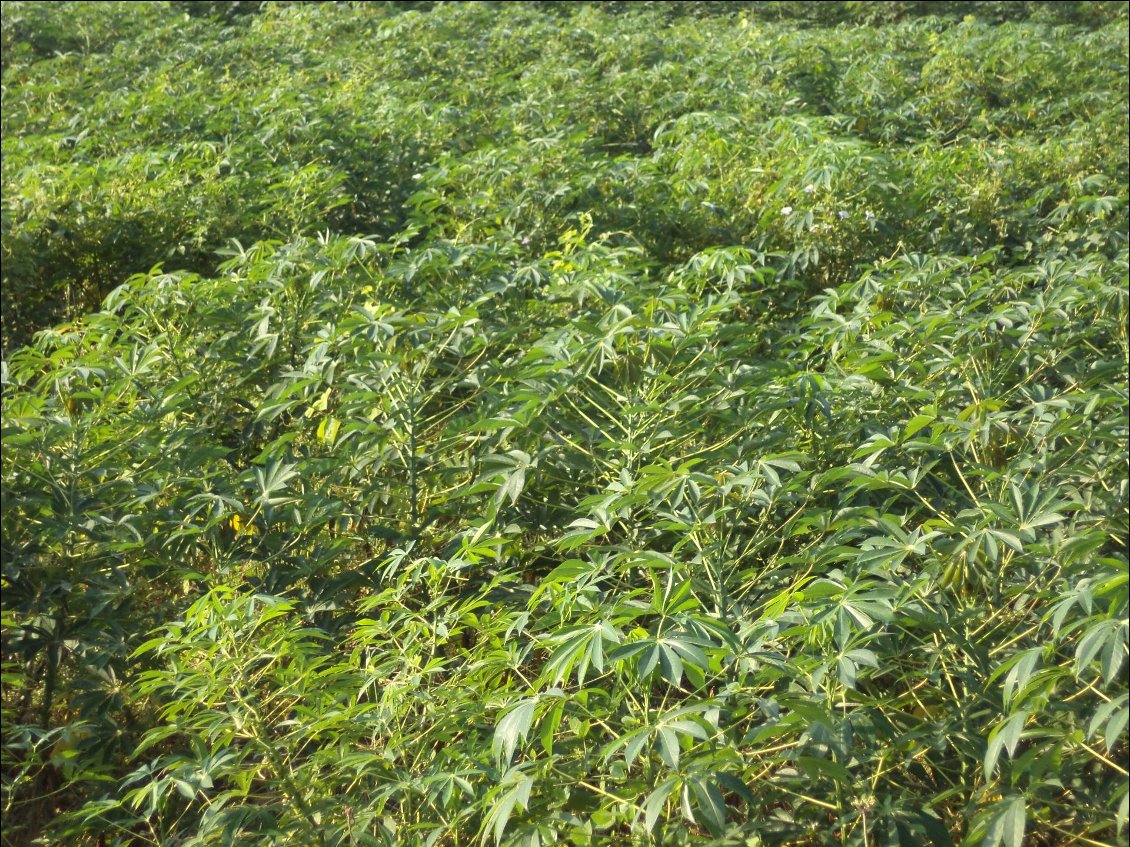 Une des plantes que j'ai vu pas mal sans savoir exactement ce que c'était (certainement du manioc)