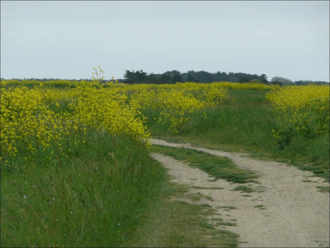 Les marais Ouest