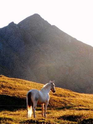 randonnee-a-cheval-dans-les-alpes