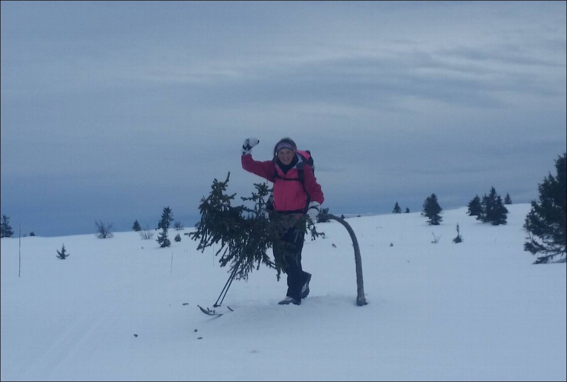 L'Attila des sapins