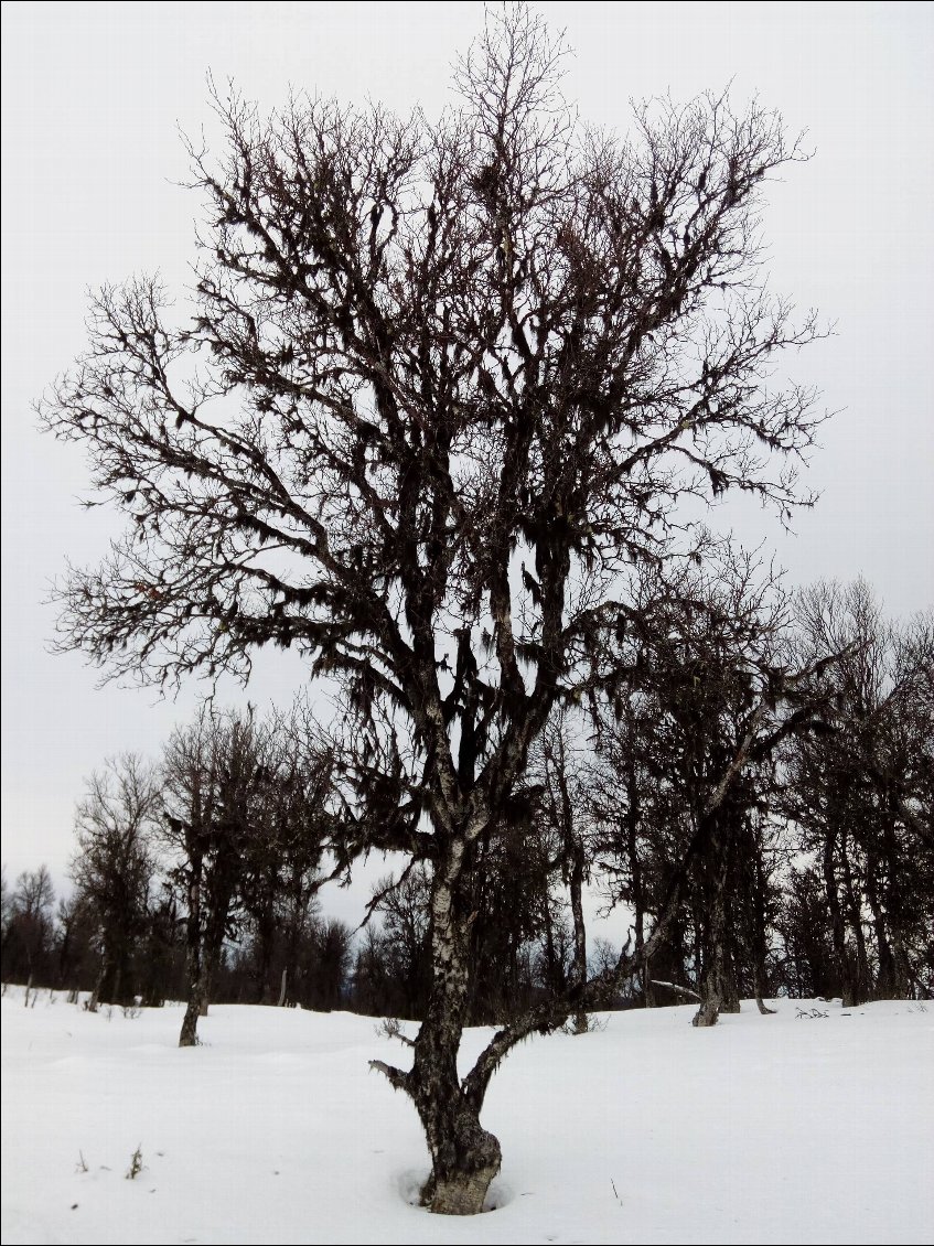 C'est l'hiver, les arbres sont en bois.