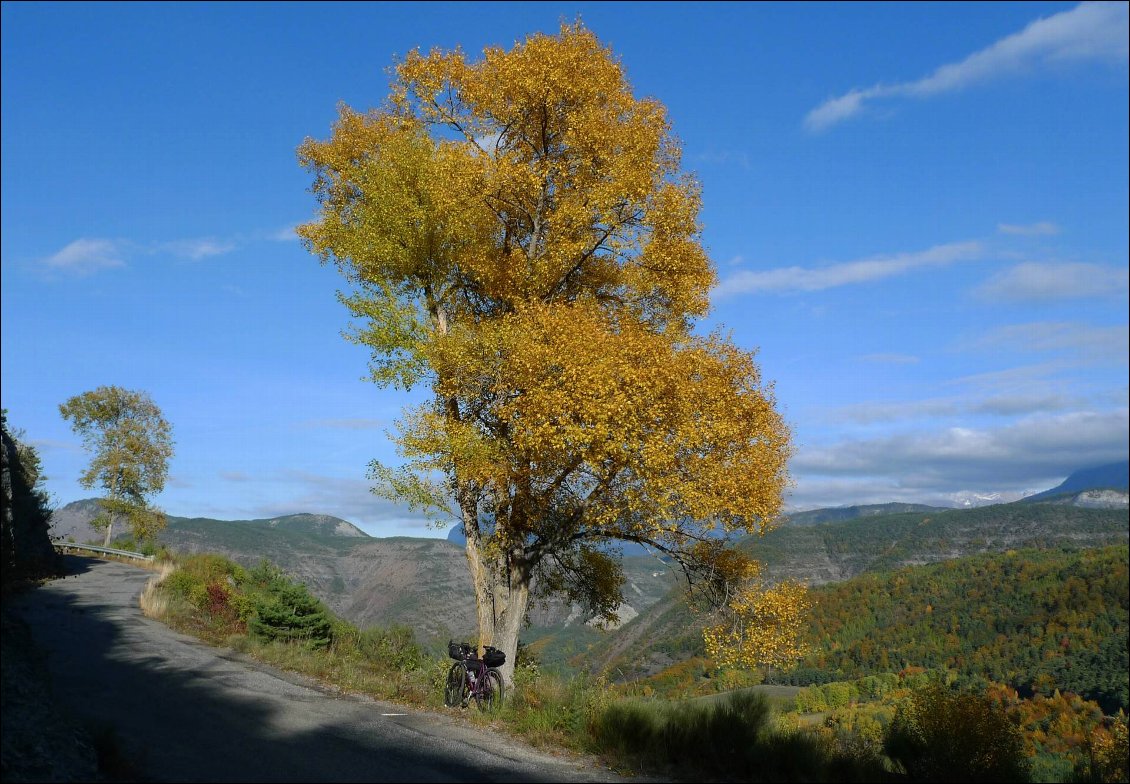 Certains arbres sont si chatoyants qu'ils invitent à la pause !