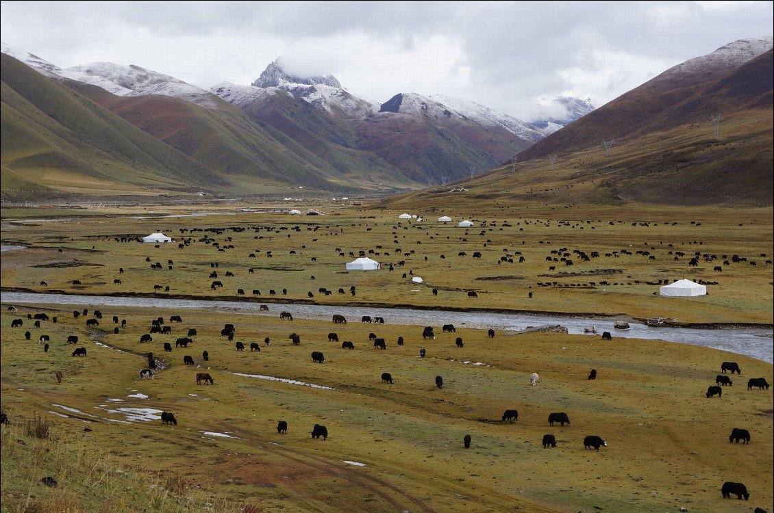 ... mais les paysages nous réconfortent : tentes nomades et troupeaux de yaks sur le plateau tibétain - Sichuan