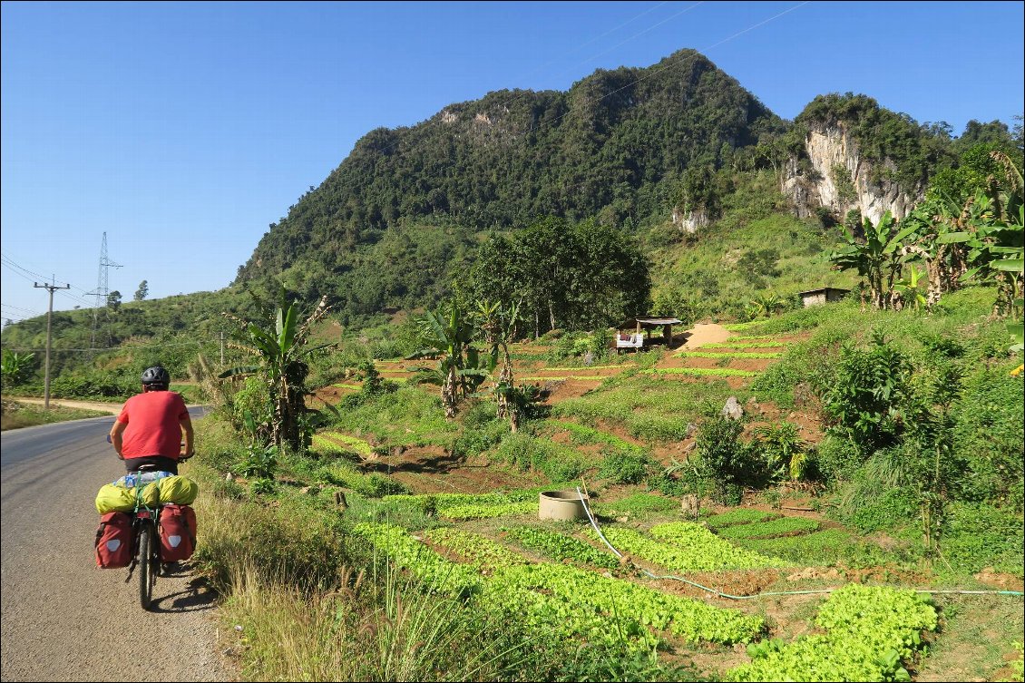 Entre les pics karstiques, des cultures verdoyantes (près de Kasi)