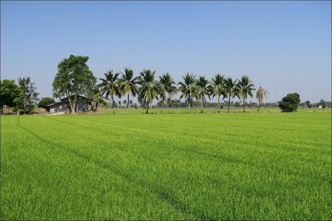 Rizières verdoyantes dans la région de Sukhothai
