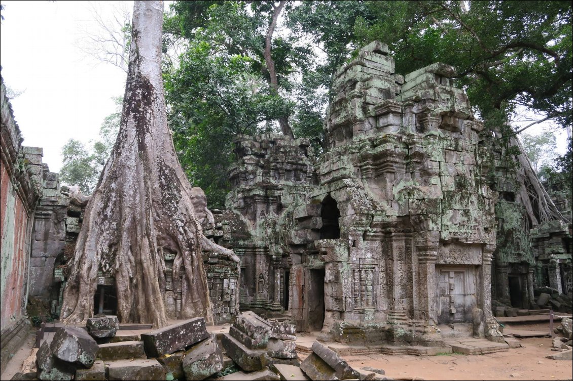 Temple Ta Phrom : ici aussi, les arbres ont pris le dessus.