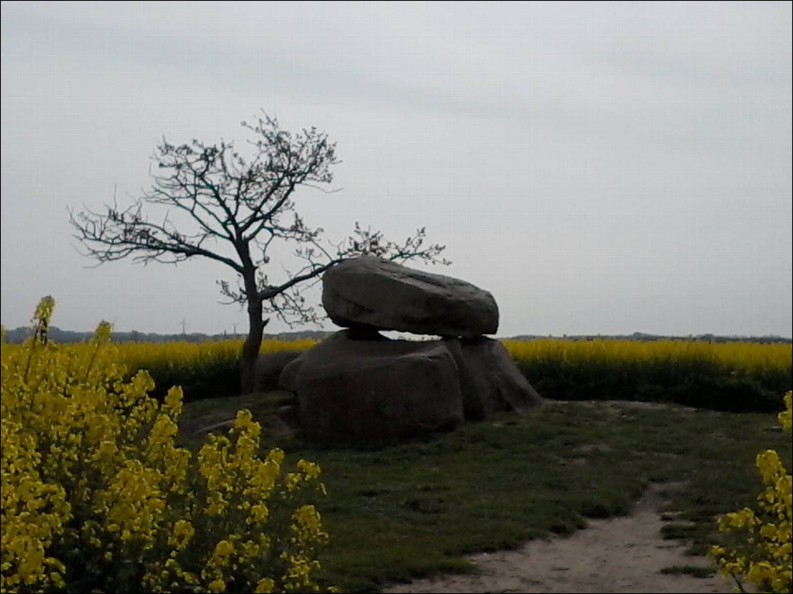 Au milieu du colza.