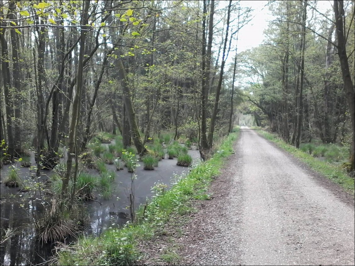 La piste du parc national : forêt, marais, tapis de plants de myrtille