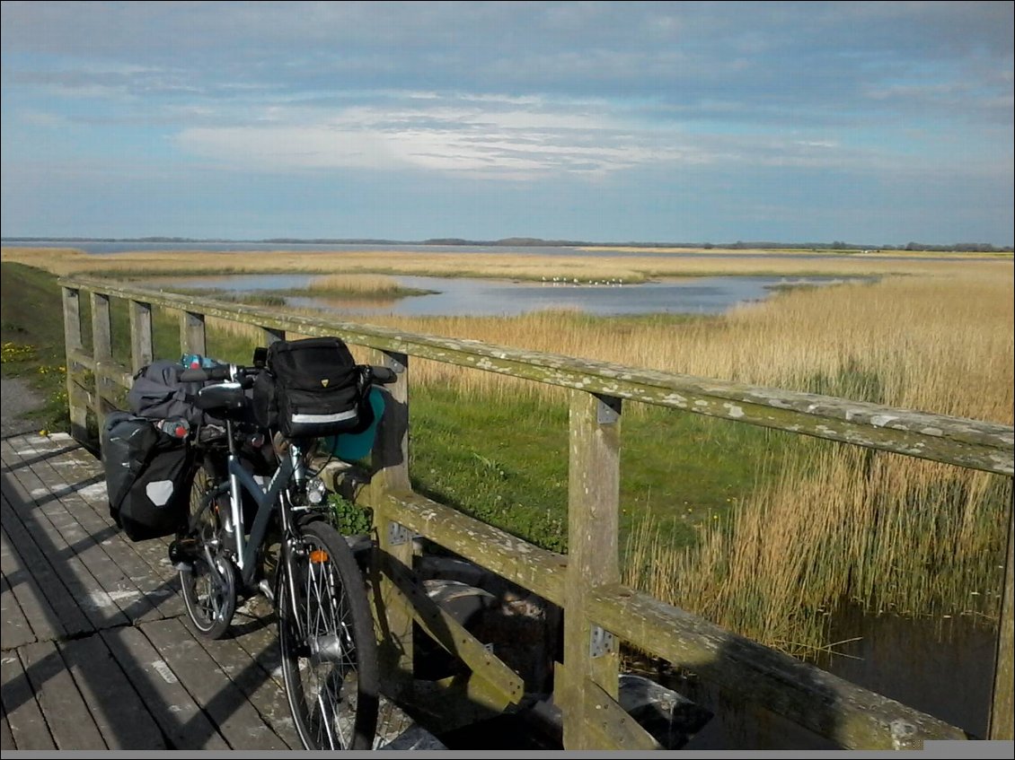 Je roule en suivant le bord de cette petite mer intérieure, la Saaler Bodden. Champs, roselières, rechamps, roselières ... et ainsi de suite. Tout est plat.
Au fond, on voit la presqu'île de Fischland .