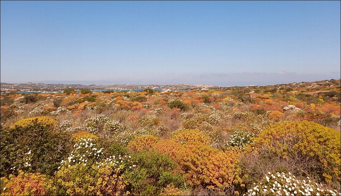 maquis en fleurs sur l'île de Caprera