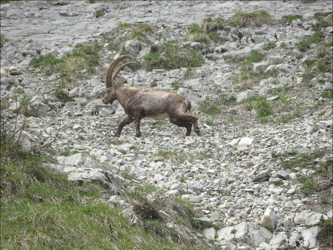 Peu de randonneurs suivent notre itinéraire. Beaucoup randonnent à la journée et font un sommet. Par conséquent, il ne font que croiser nos chemins. Et nous pouvons donc observer les chamois, bouquetins, marmottes à notre guise. Les troupeaux de bouquetins sont nombreux et fournis!