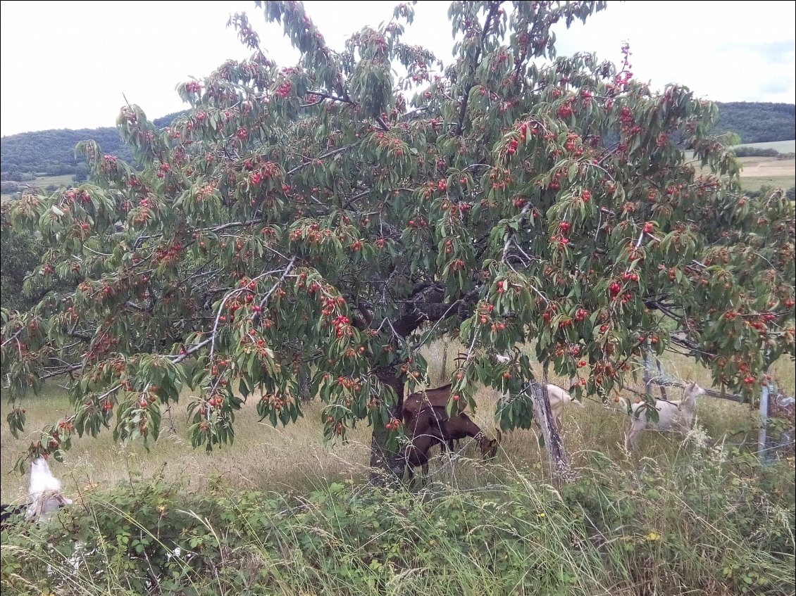 Les chèvres aussi aiment les cerises.