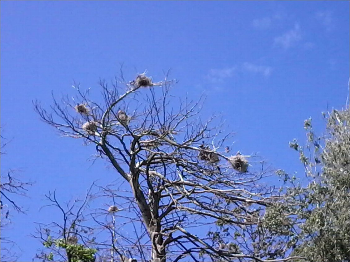 Tous les arbres sont morts à cause du guano. On dirait une héronniere, ça se dit une cormorandière ? Les petits sont nés et ils piaillent pas mal, là haut.