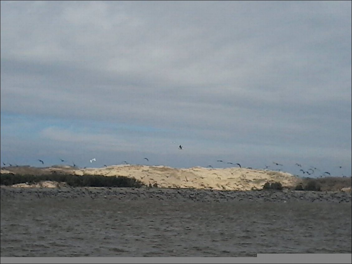 Envol de cormorans sur le lagon. Le bateau est passé dans le tas.