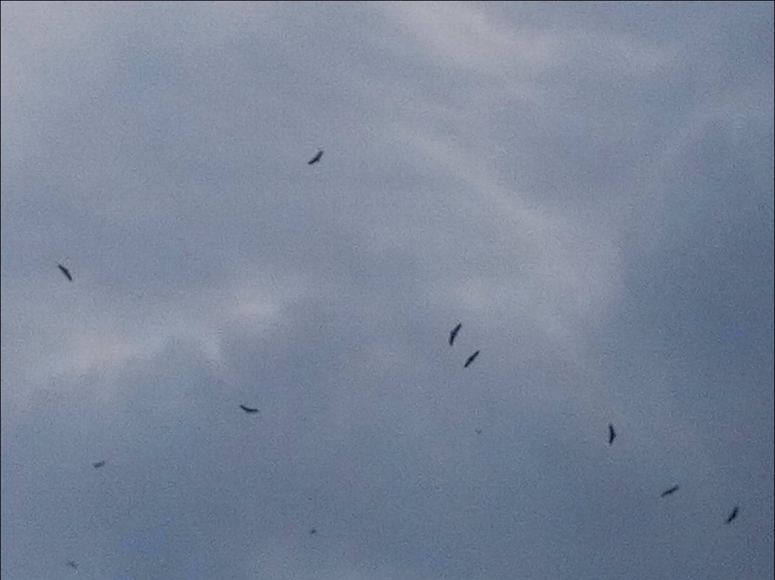 Les vautours tournent sous le ciel orageux.