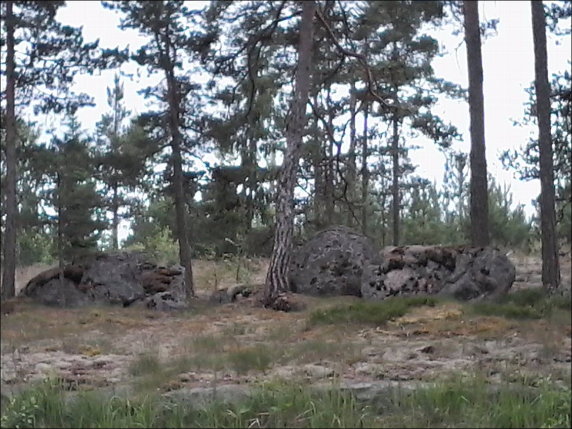 Dans les forêts