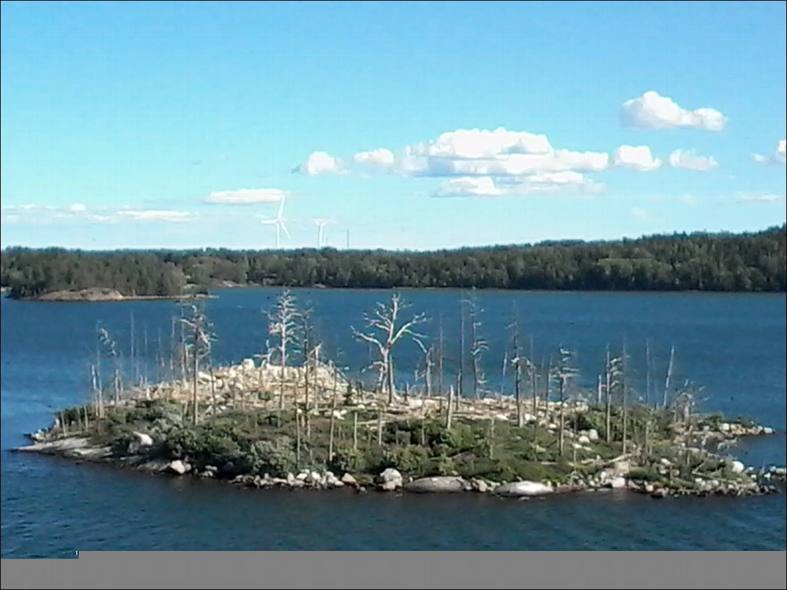 Invitez une bande de cormorans chez vous et voilà ce qu'il restera de votre maison : des arbres morts ! Ah, les sagoins !