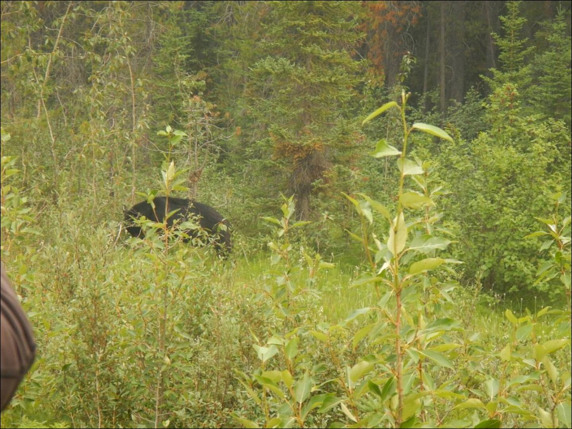 Mon premier ours noir, à 15m de la route :o