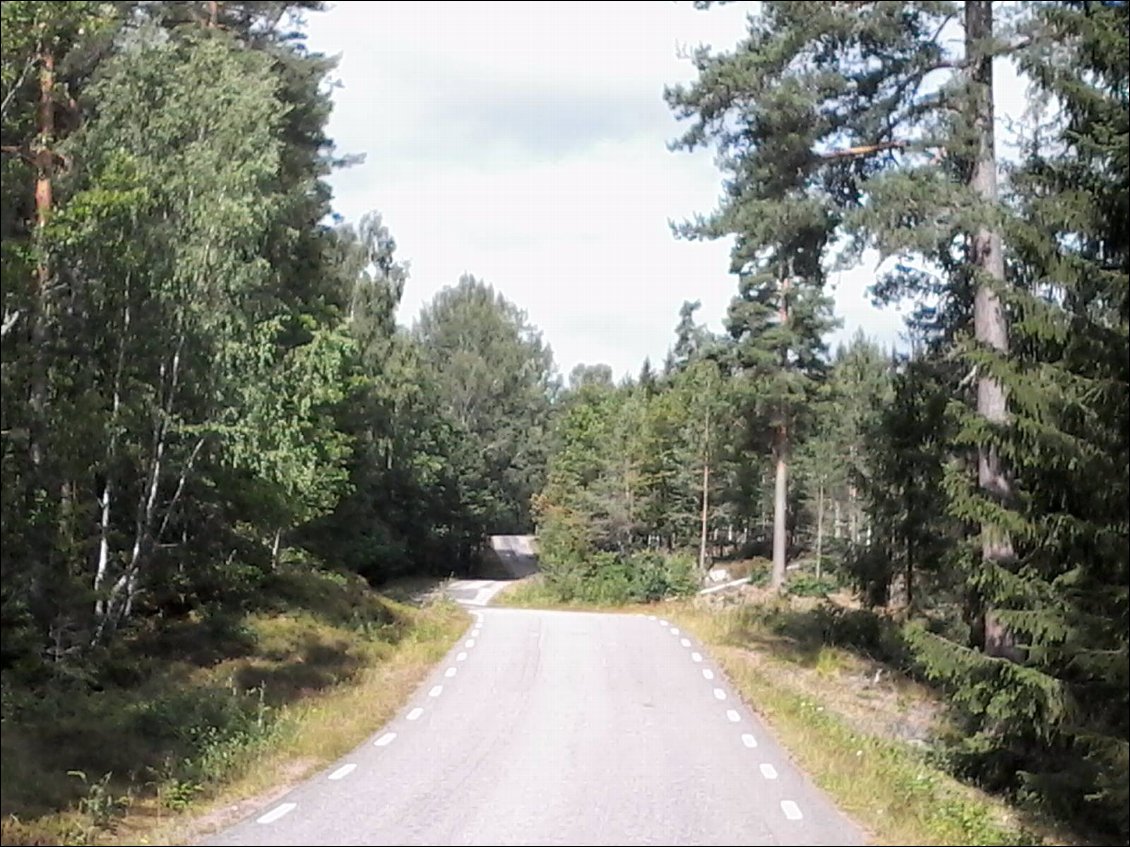 Je guette toujours les animaux dans les forêts, mais je ne les vois jamais. C'est plutôt dans les champs et les plaines que je les aperçois, voire carrément les jardins pour les renards.