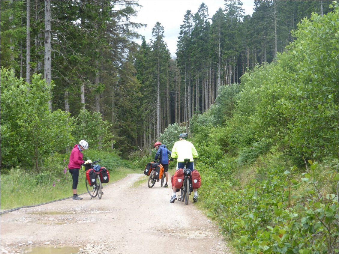 Départ sur la piste forestière pour rejoindre Fort William