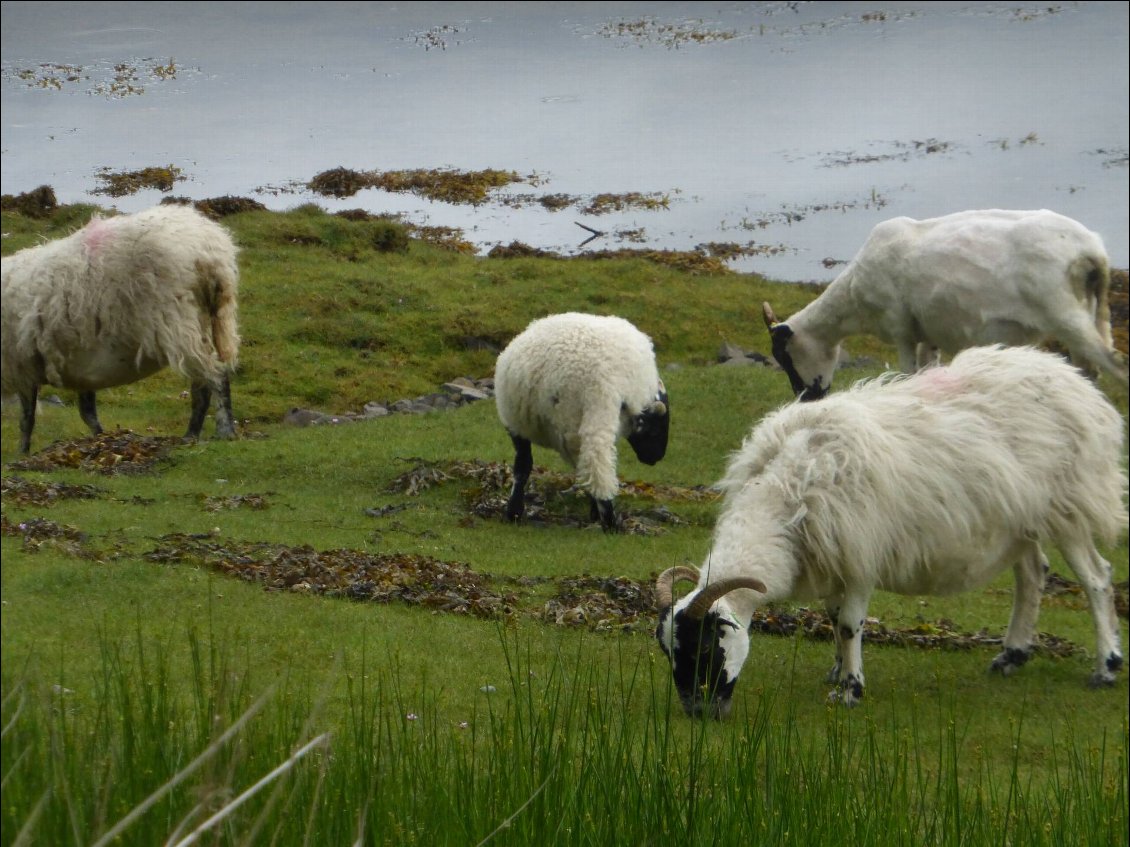 Il faut parfois partager la route avec les moutons