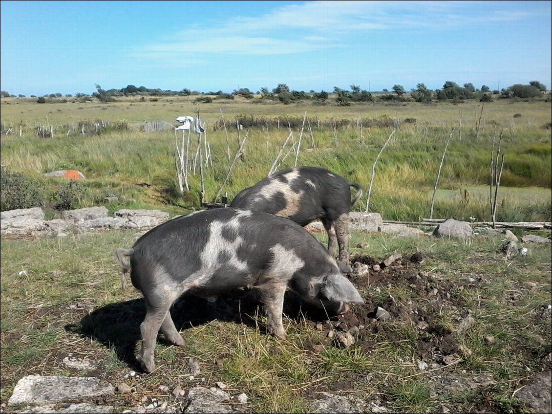 Les nouveaux habitants du site.