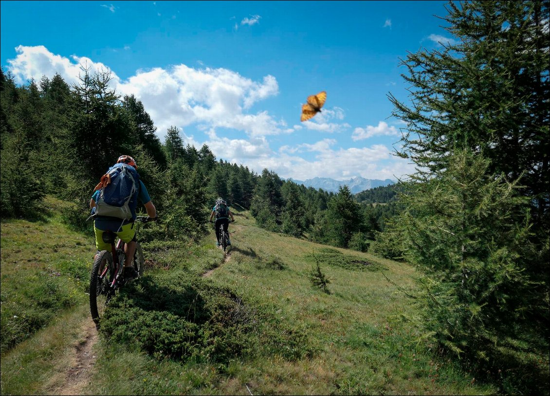 Un papillon s'est invité sur la photo.