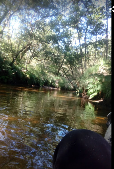 Couverture de La Leyre ,son delta , l île de Malprat.