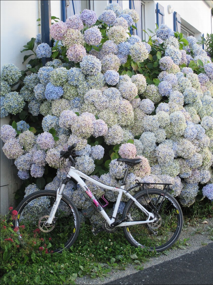 Les hortensias sont tout simplement ENORMES et abondants dans la région.