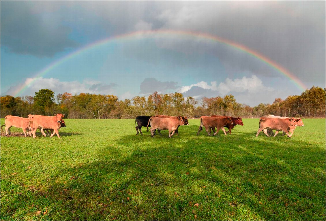 Les vaches partent-elles à la recherche du pied de l'arc-en-ciel ? :-)
Lituanie pendant un tour d'Europe à vélo.
Photo Guillaume Hermant