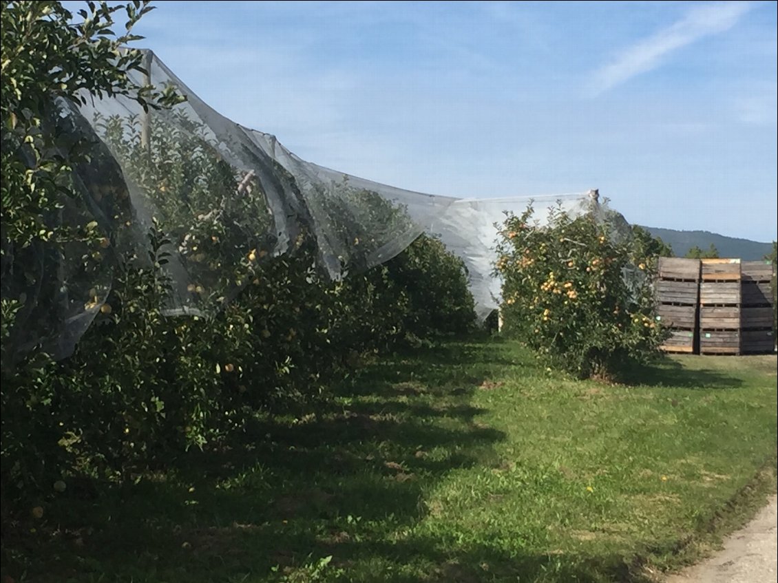 Les plantations de pommes vers Sisteron