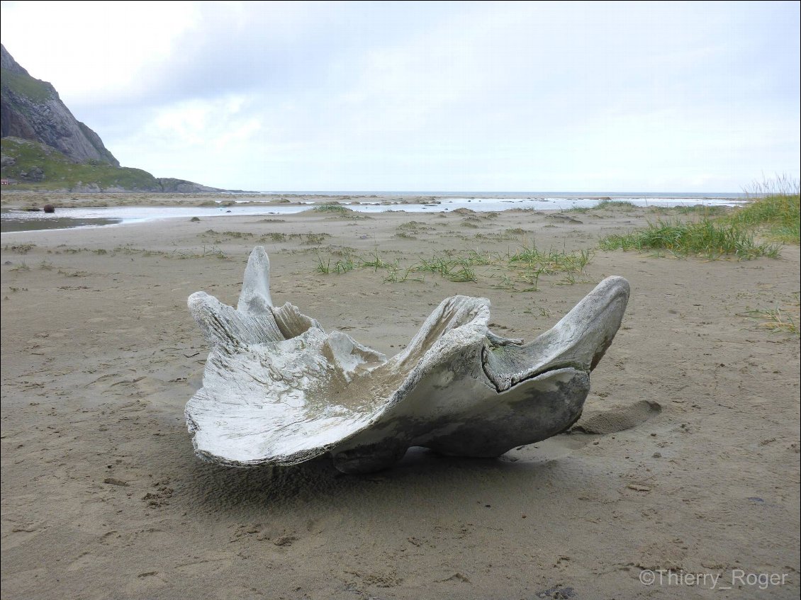 Vertèbre de balaine sur la plage de Bunes