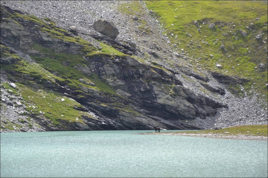 un poney solitaire au bord du lac...