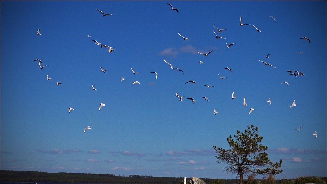 Mais c'est aussi la déconvenue des oiseaux qui décollent pour protéger les petits qui viennent de naître. Et ça gueule comme à la foire d'empoigne !