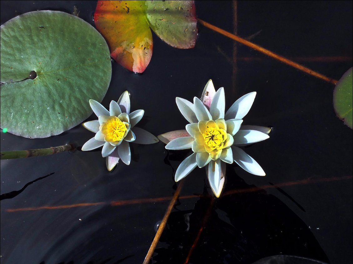 On s’arrête régulièrement pour soulever une fleur dans le creux de la main et plonger le nez dans les pistils, l 'odeur est si puissante que Tahiti surgit dans nos narines !