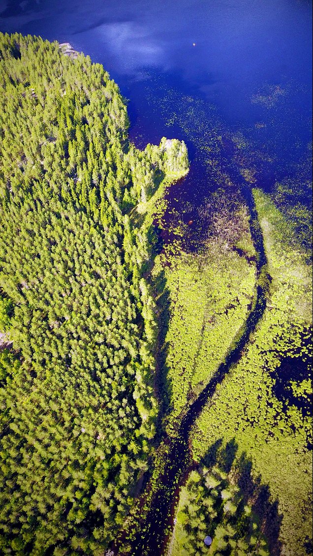 On distingue la frêle trace de notre passage en canoë dans la végétation.