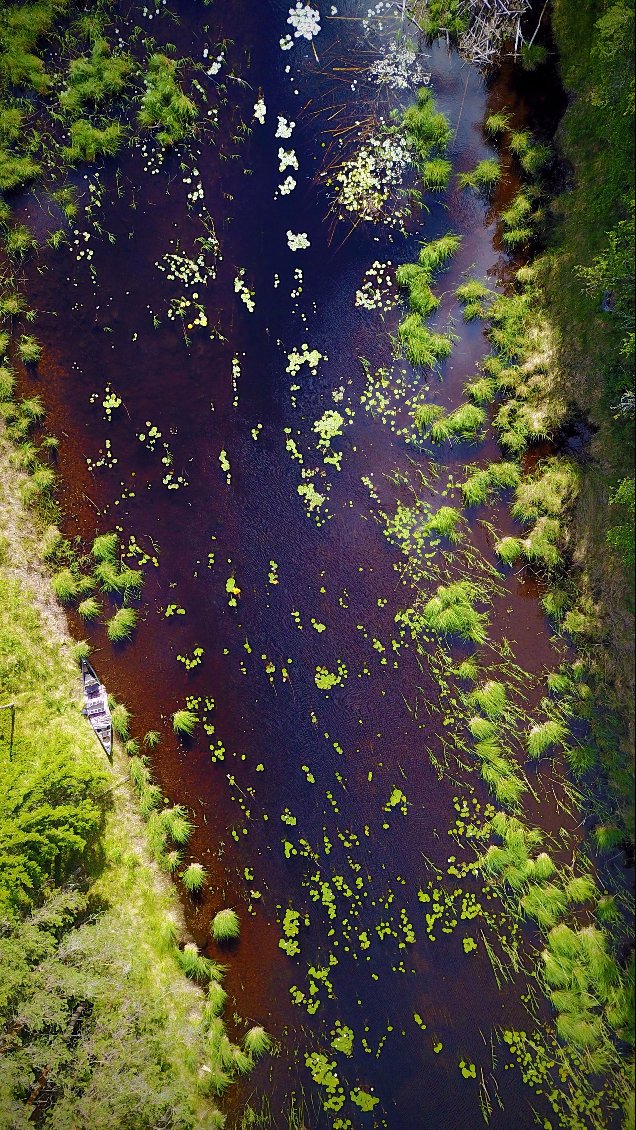 Mais nous remarquons que l'entre de la rivière est déjà bien encombrée,