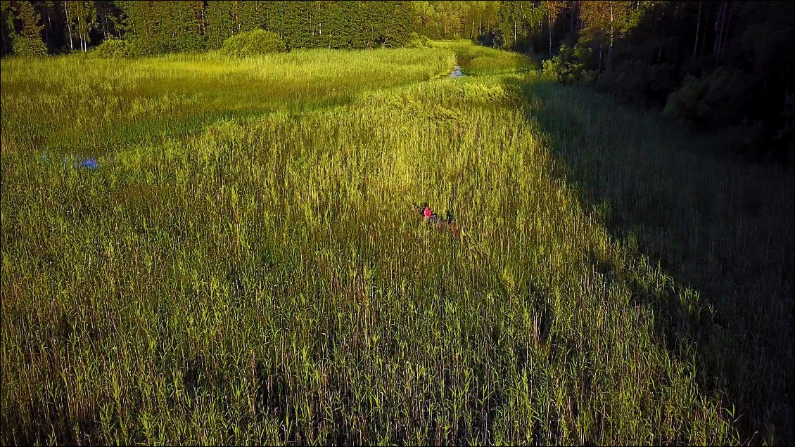 Au début ça passe, puis les touffes de roseaux se resserrent et forment un parterre.