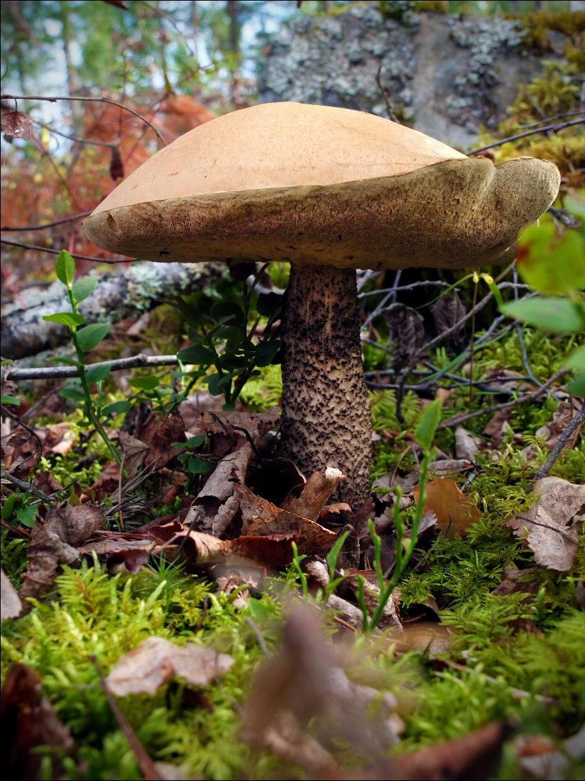 il y en a plein autour de la cabane et ils participent à la beauté de ce coin de paradis.