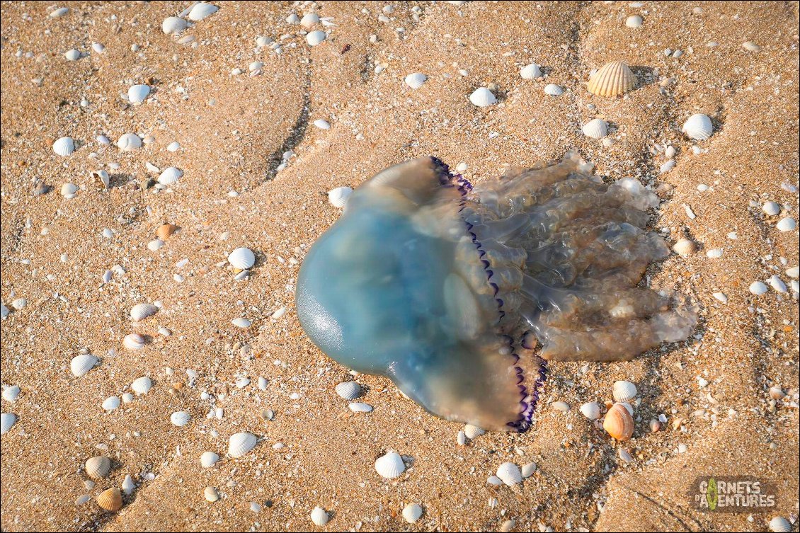 J'avoue préférer les croiser sur terre que dans l'eau...