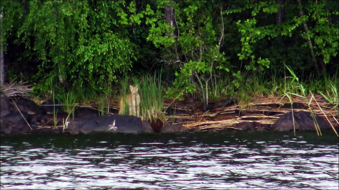 Mais l'oiseau convoité décollera en passant sous son nez et le lynx semble ainsi trahir, son jeune age. Puis il n'arbore pas encore de poils noirs à la pointe des oreilles