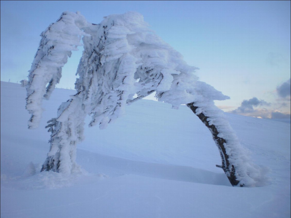 Sur les crêtes vosgiennes enneigées après le passage du vent.
Photos Oxygène Nature (Belgique)
Rudy Leroy