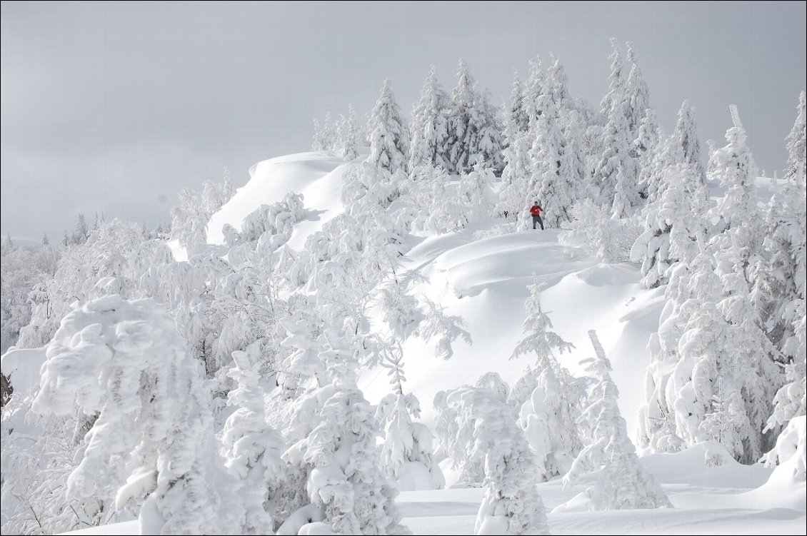 Sur les crêtes vosgiennes enneigées après le passage du vent.
Photos Oxygène Nature (Belgique)
Rudy Leroy